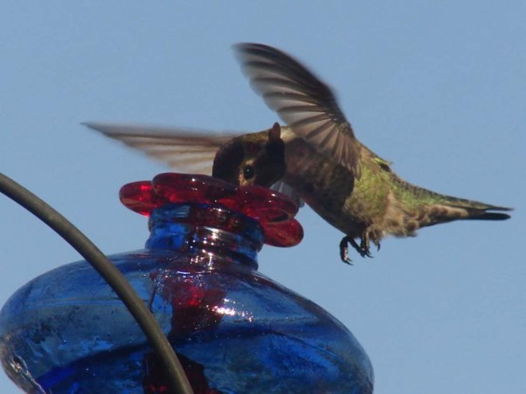 Mark Williams' album, 2010 Hummingbird Calendar