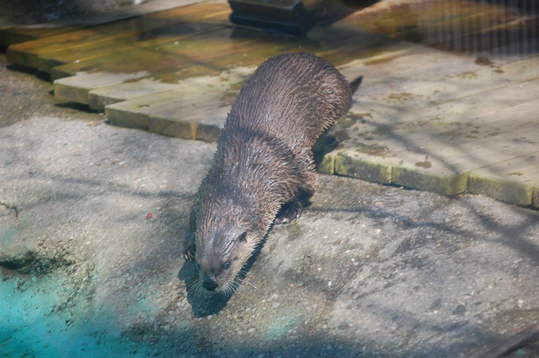 Chris Dix's album, Capron Park Zoo