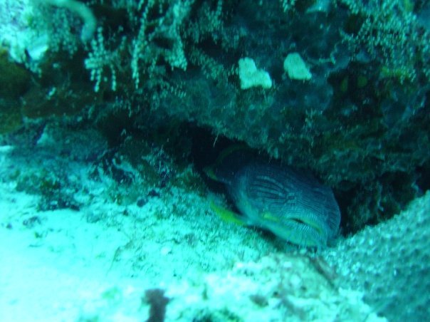 Michael Cochran's album, Underwater Cozumel