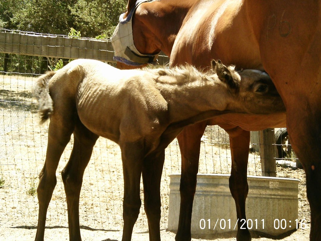 Lisa Phillips' album, Chloe & Milkshake @ 7 hours old