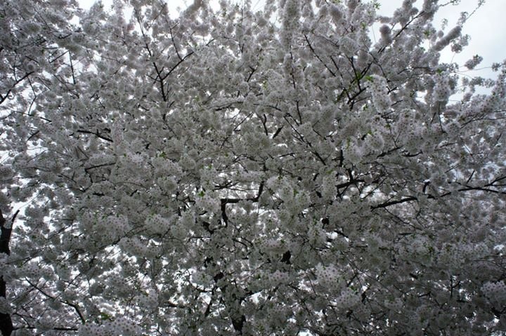 Vicky Chalk's album, Cherry blossoms in the Oval