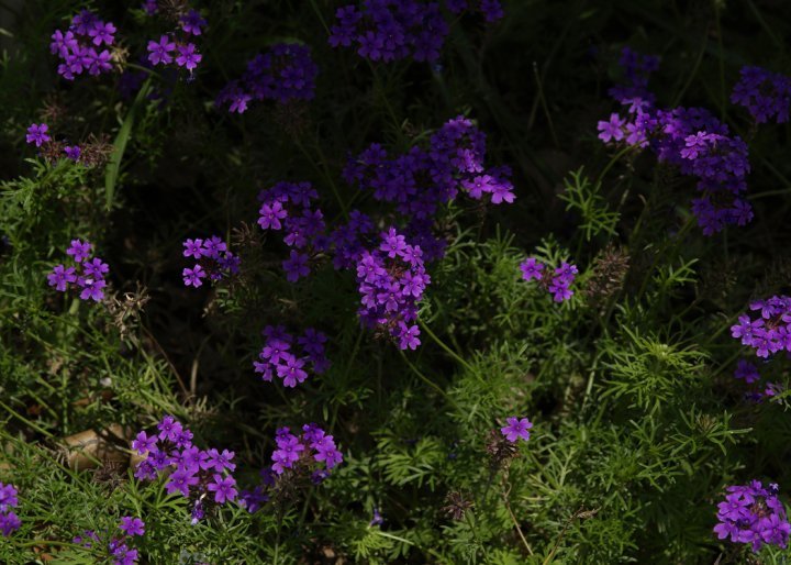 Robert Chapman's album, Spring Flowers