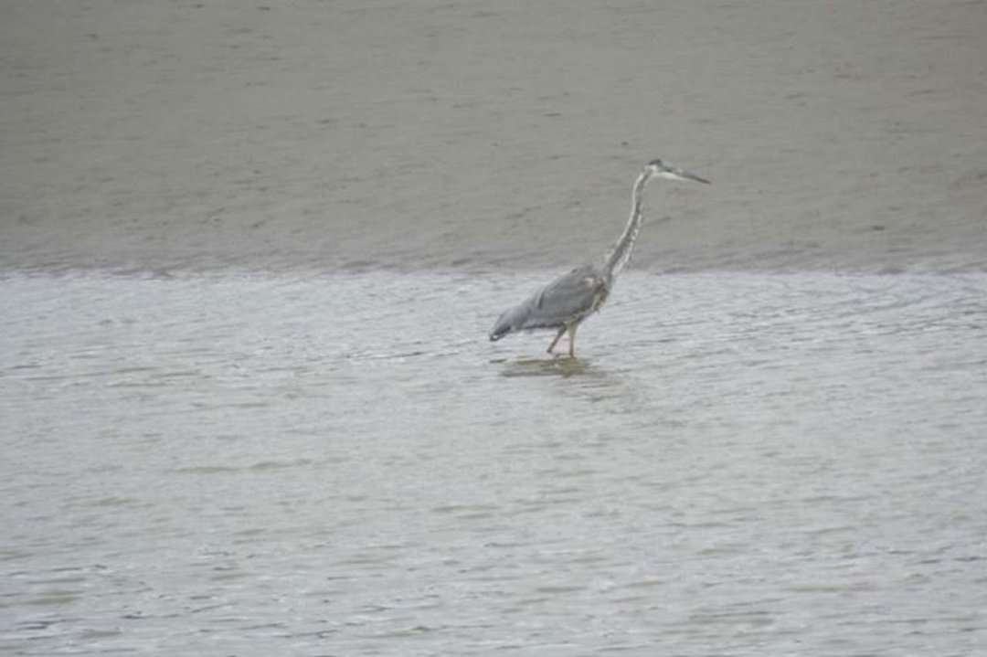 Vance McDill's album, Nisqually Wildlife Refuge
