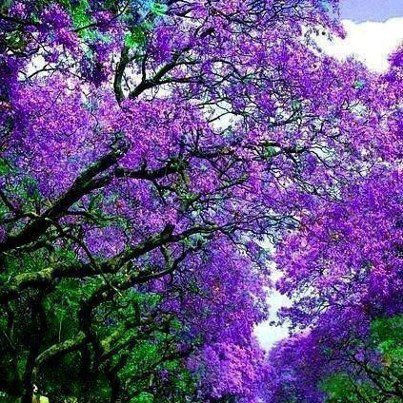 Debra Hamrick's album, Cover Photos