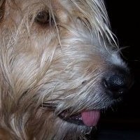 Kari Bachinski's album, Profile Pictures