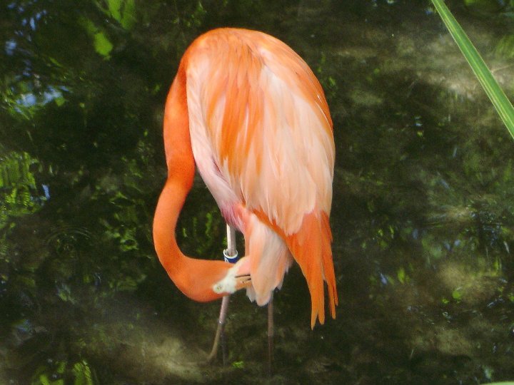 Mary Pick's album, Homasassa Springs State Park