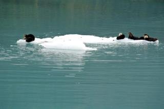 Gail Park's album, Alaska--Glaciers