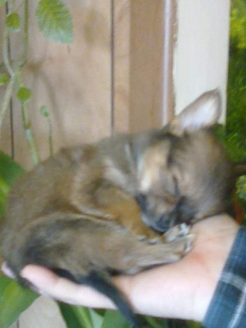 Jonathan Jackson's album, Chica's Second litter