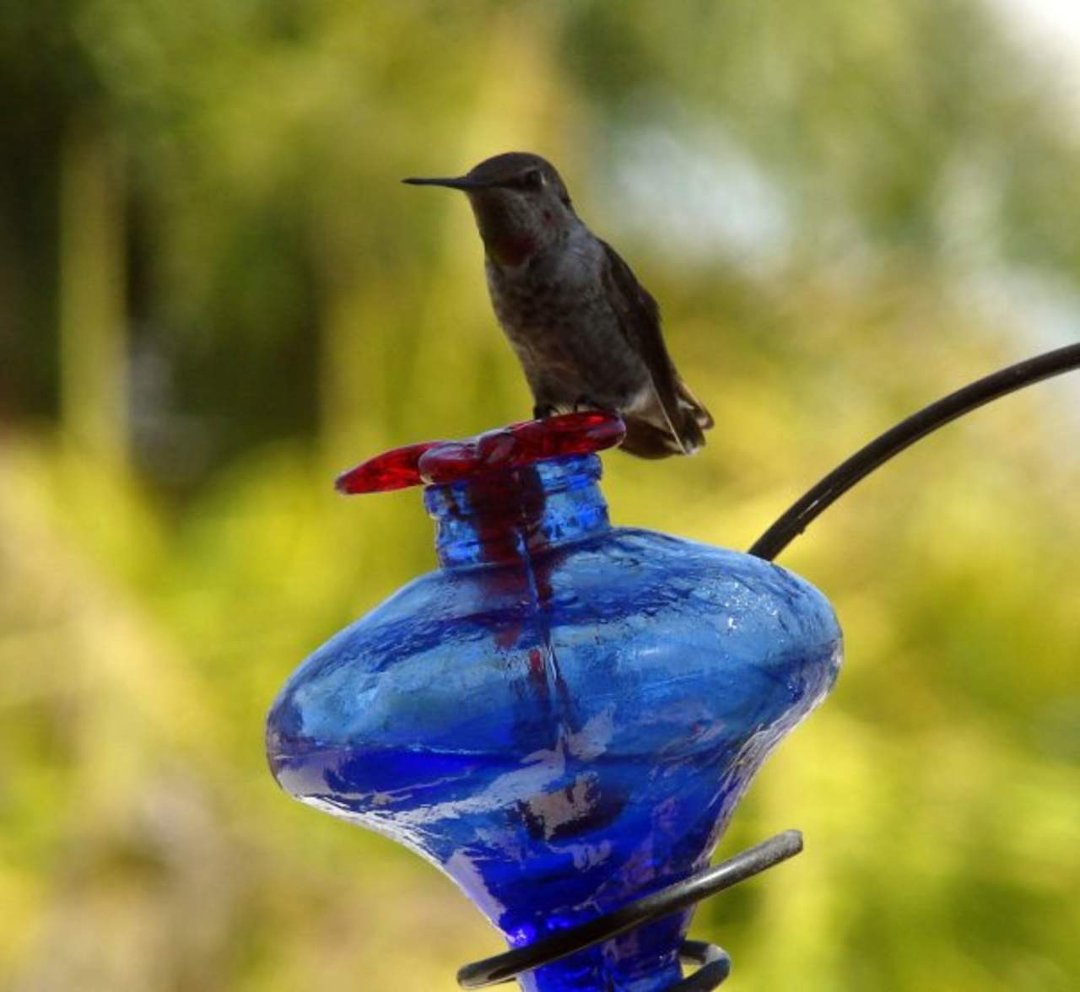 Mark Williams' album, 2010 Hummingbird Calendar
