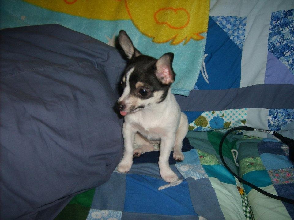 Ruby Pickens' album, Dog Pictures