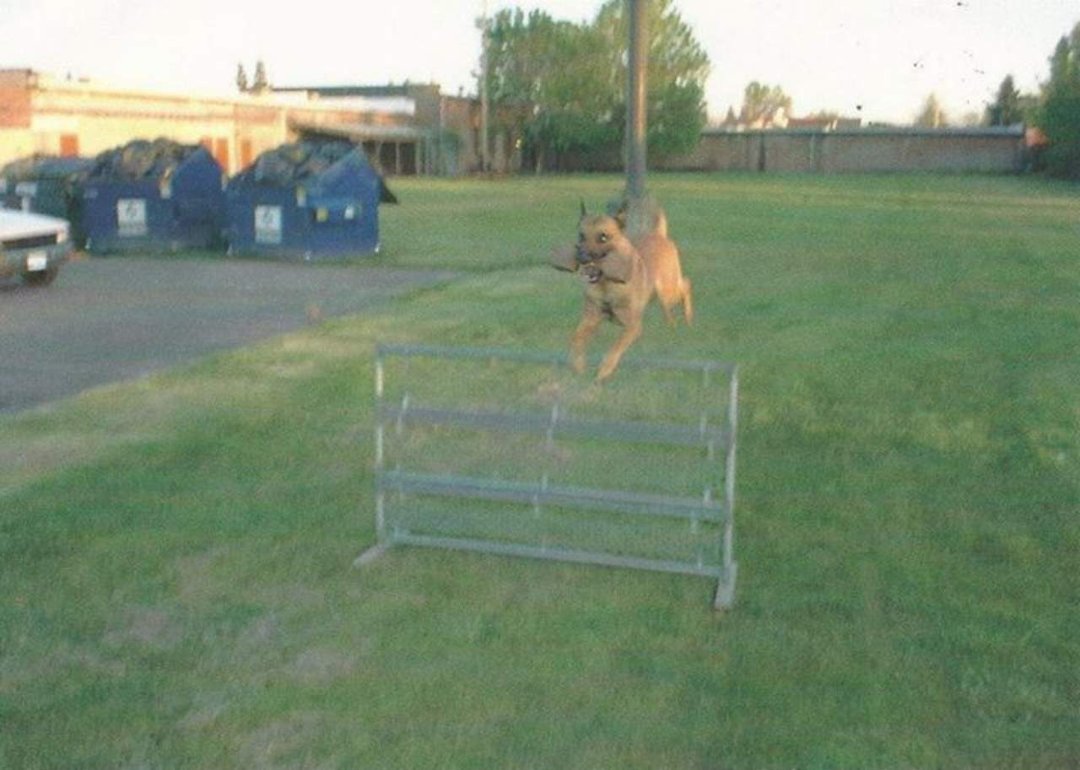 Ray Blomberg's album, Working Dogs
