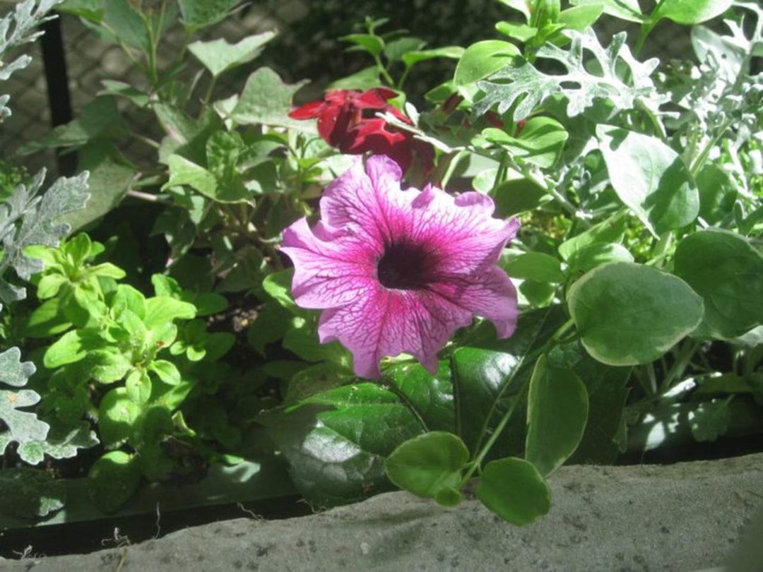 George-Patsy Emery's album, Summer gardens....