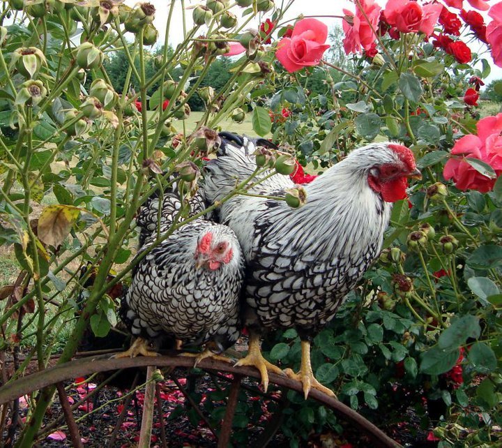 Rick Harmon's album, The Chickens