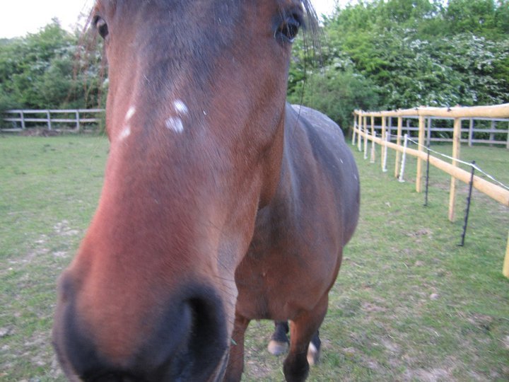 Catherine Phillips' album, Horses