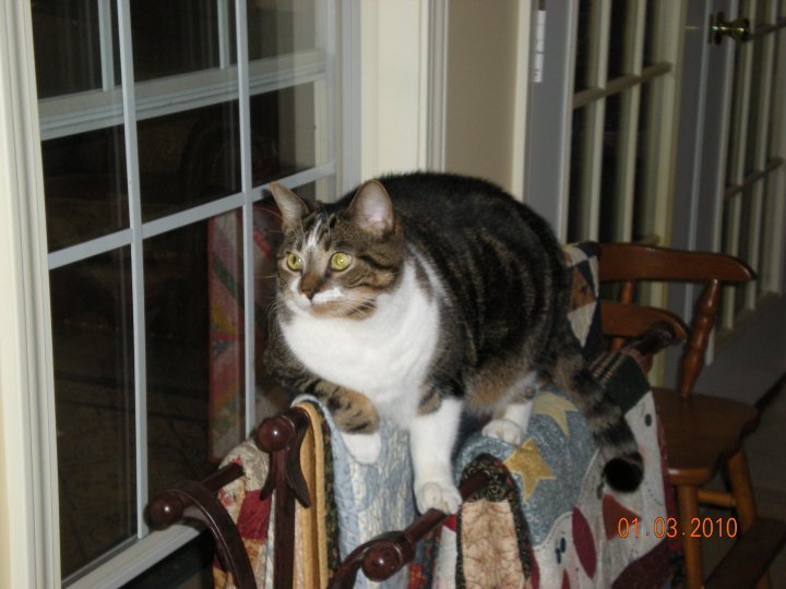 Kristy Schumacher's album, my furry friends