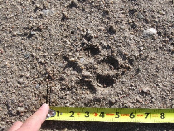Ryan Chaney's album, Lion Tracks