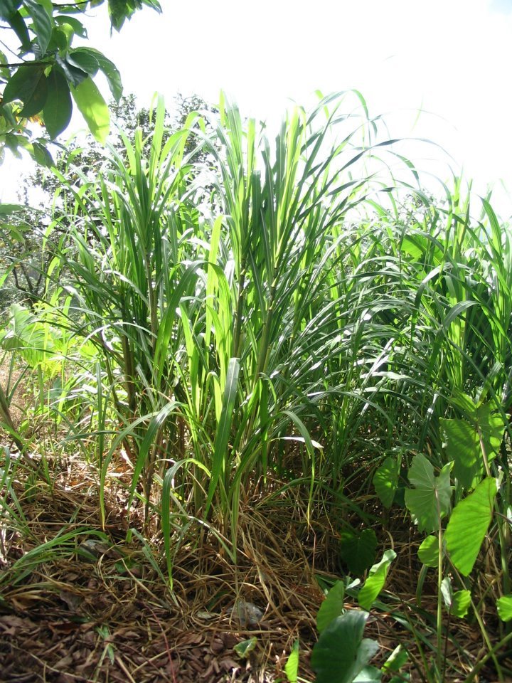 Jo Thompson's album, Dominica 2006