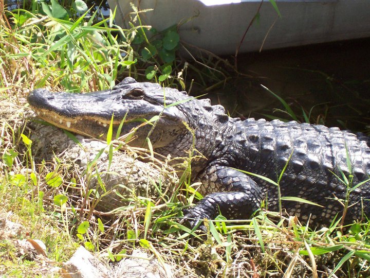 Max Sherry's album, Alligators