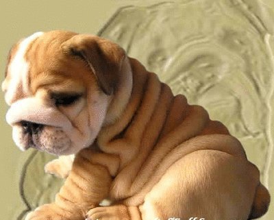 David Steath's album, Send Bulldog Puppies Photos