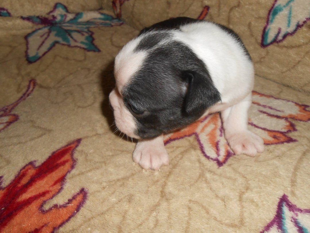 Denise Clark's album, New Babies