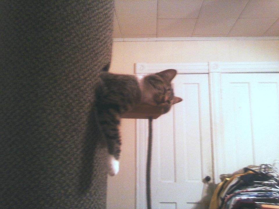 Wayne Jochims' album, My Cat