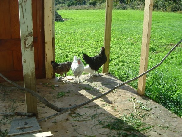 Jeff Varney's album, Chickens