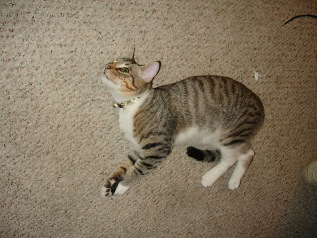 Nancy Thompson's album, Our new grandson - Loki