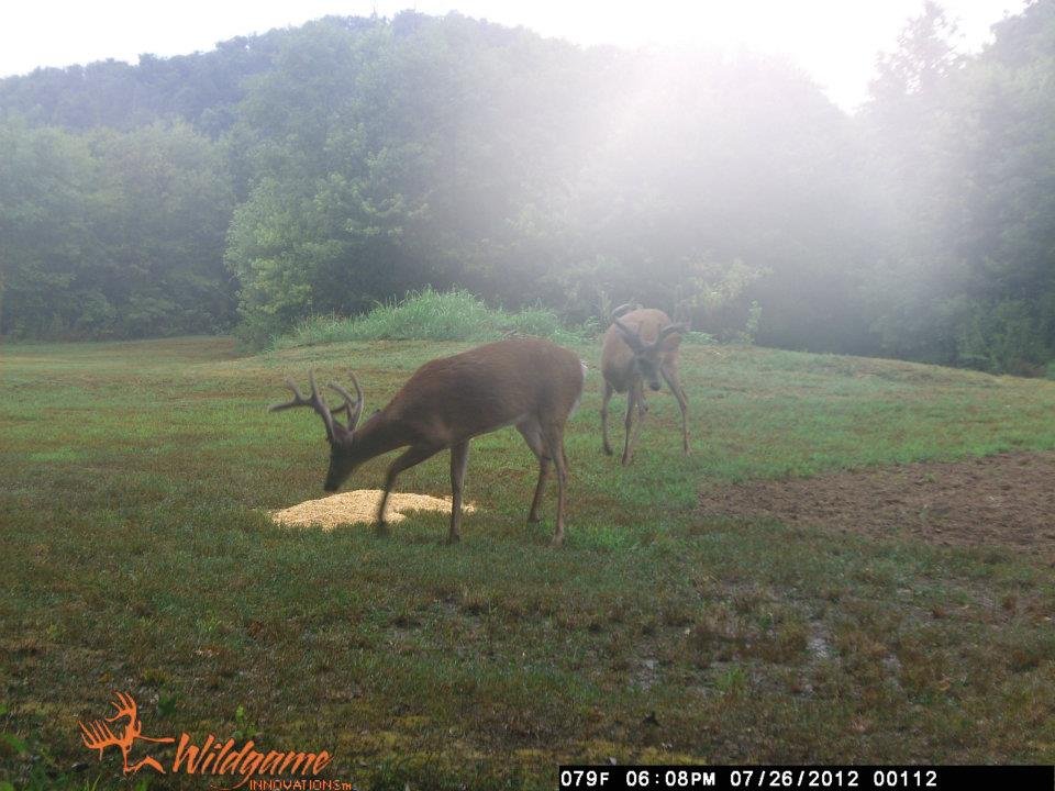 Todd Brouillard's album, Deer Camera