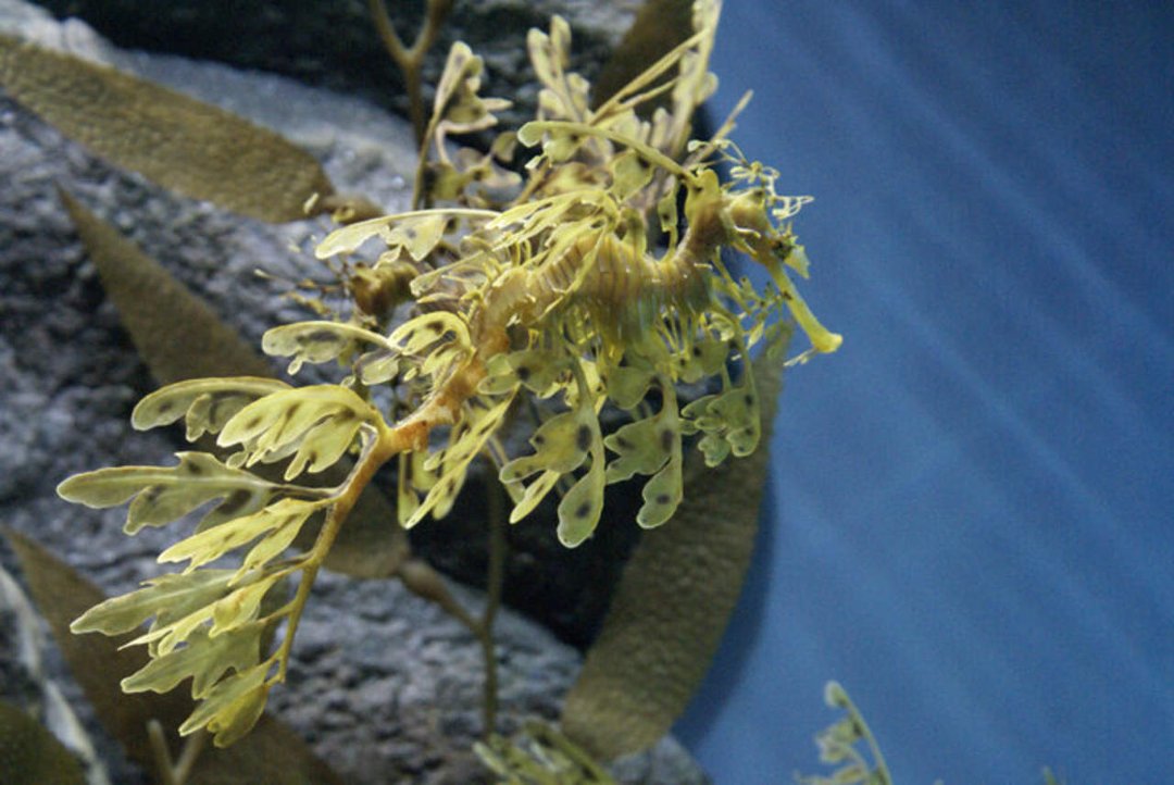 Mike Morris' album, Monterey Bay Aquarium