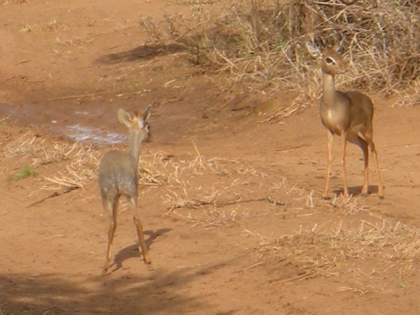 Lisa Orr's album, Samburu Safari, October 2009