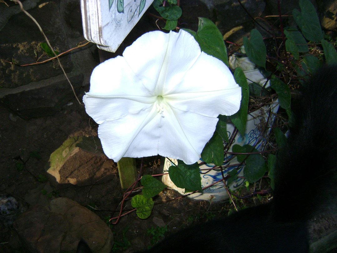 Sandra Robertson's album, Untitled Album