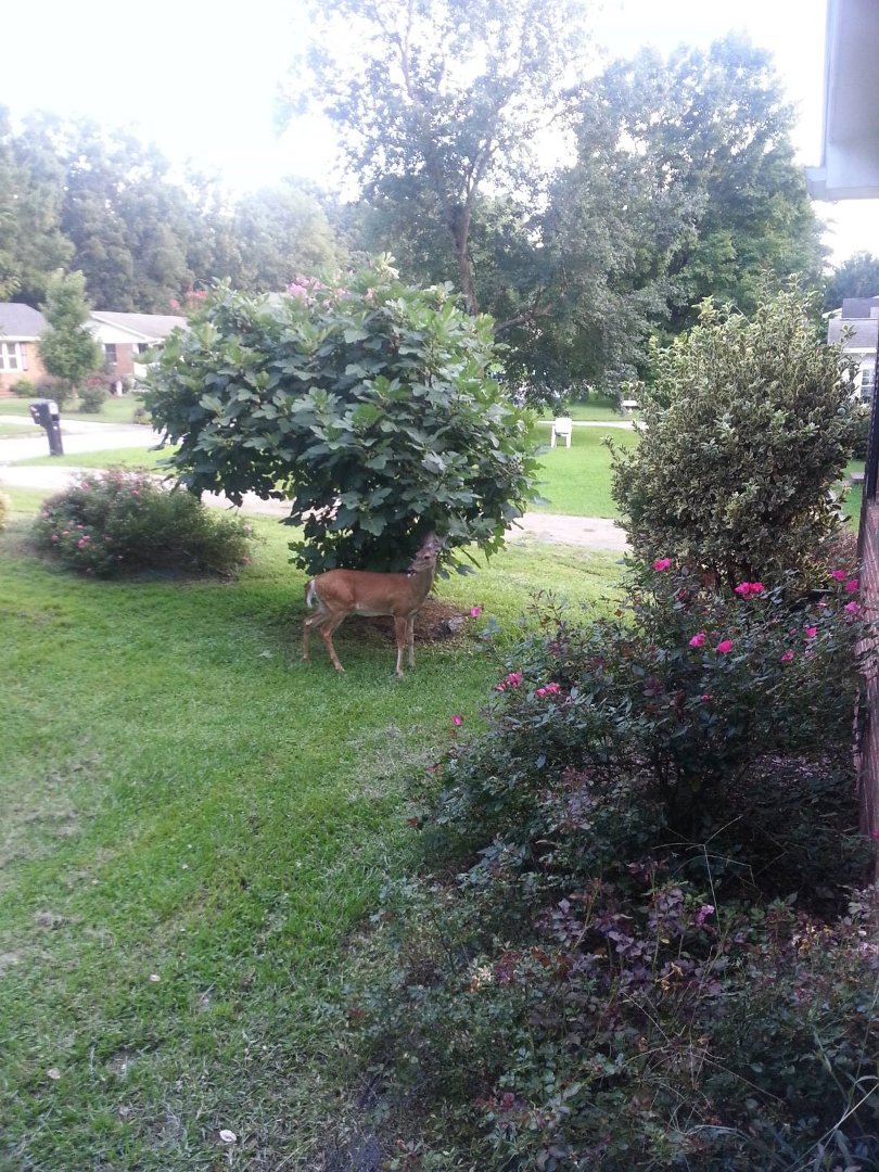 Kathy Duncan's album, Mobile Uploads