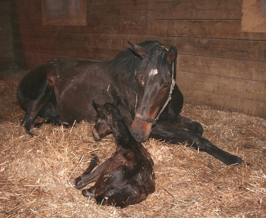 Floyd Parrish's album, New Addition to the Farm