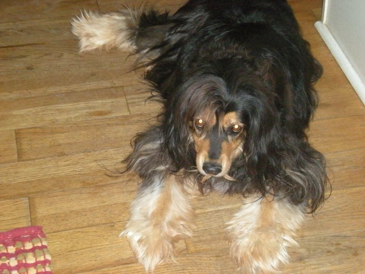 Kristy Schumacher's album, my furry friends