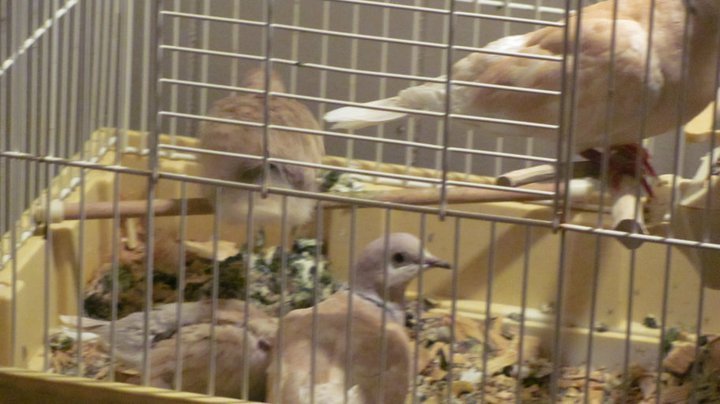 Jack Beebe's album, Treston's doves-parents and young