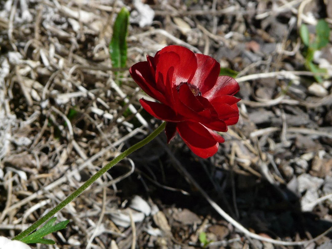 Lynn Mills' album, Garden Pics