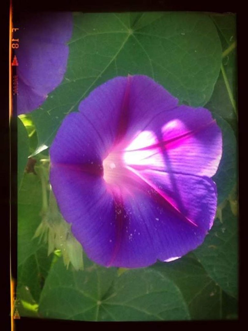 Monica Mahaffey's album, iOS Photos