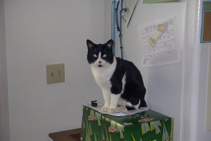 Windy Dix's album, Pets