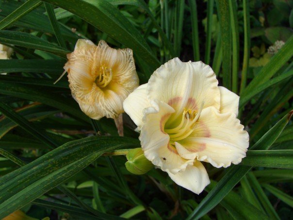 Joanne Smith's album, Flowers by Pam