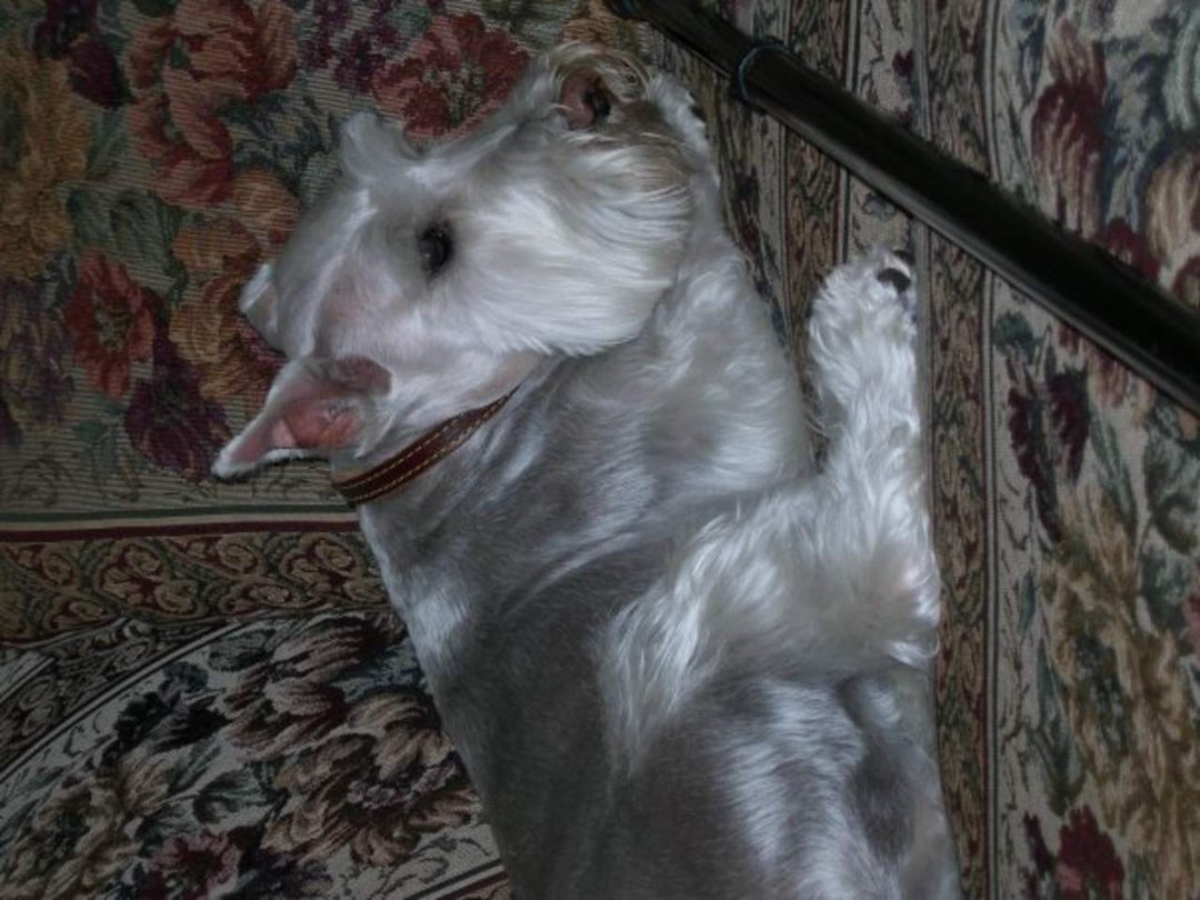 Laurel Rubin Wolf's album, maxi