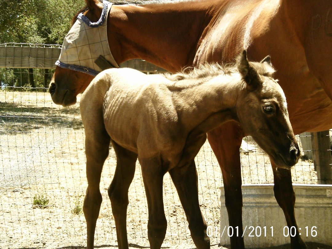 Lisa Phillips' album, Chloe & Milkshake @ 7 hours old