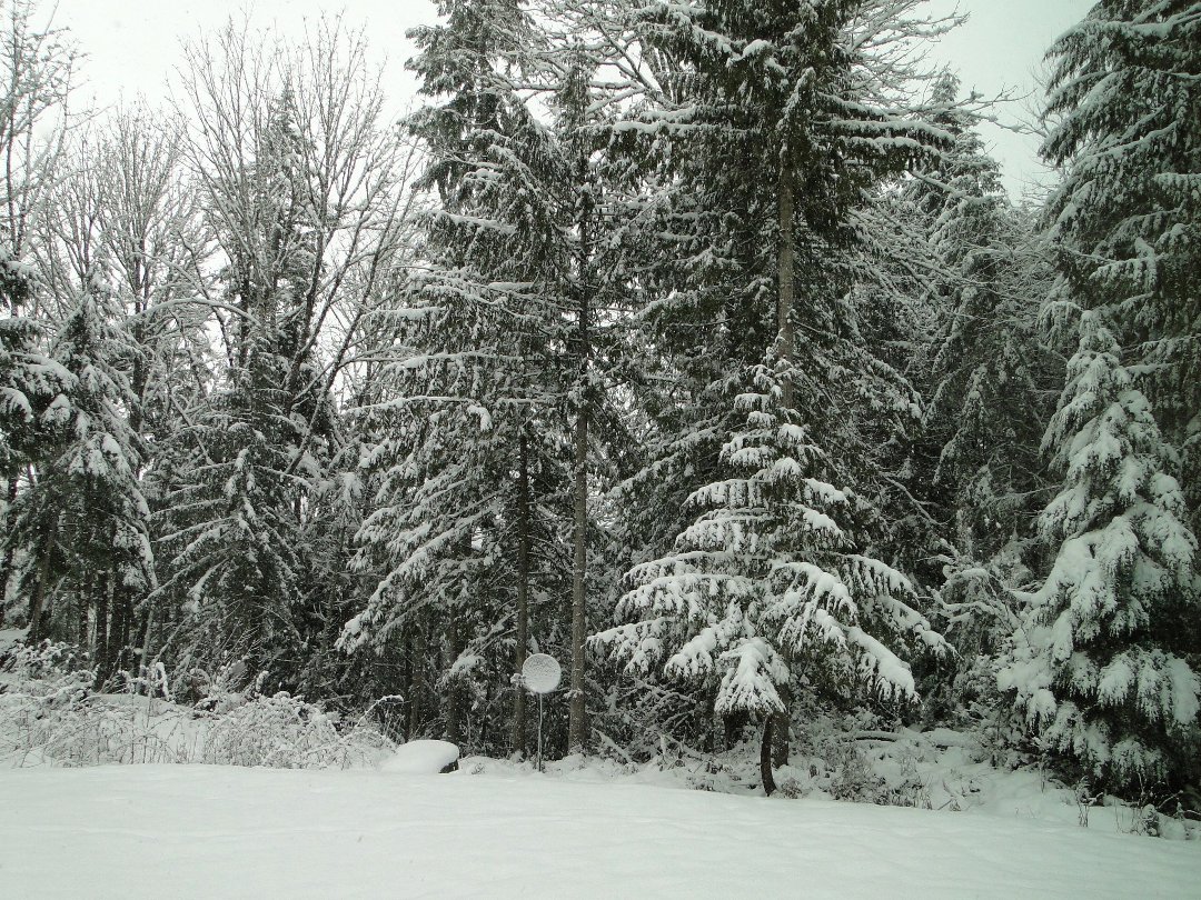 Coralee Green's album, Snow 2/2011