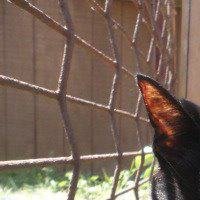 Donna Smith/Musselman's album, Profile Pictures