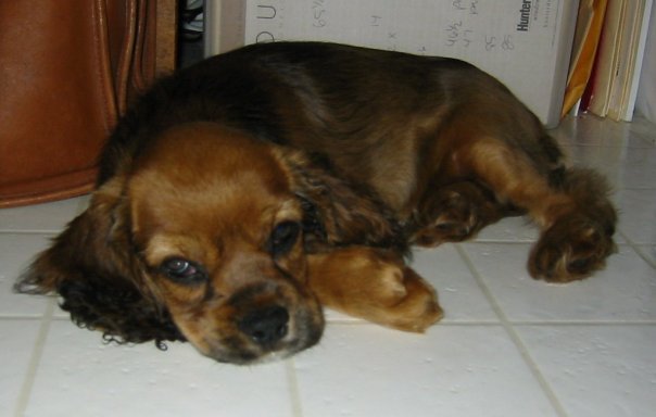 Jeff Main's album, Daisy and Ginger