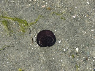 Carmen Marvici's album, Our trip to Vancouver Island