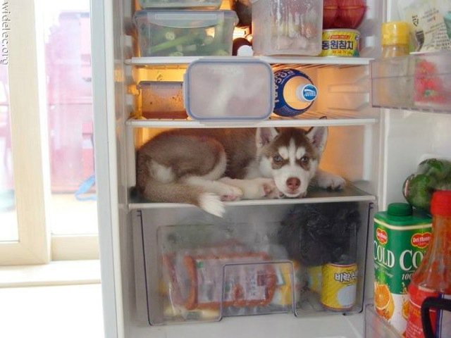 Michael Clarke's album, cutest puppies ever
