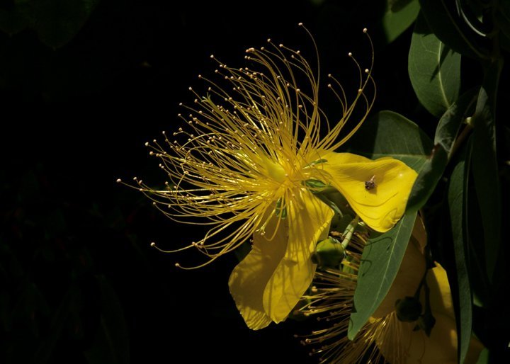 Robert Chapman's album, Spring Flowers