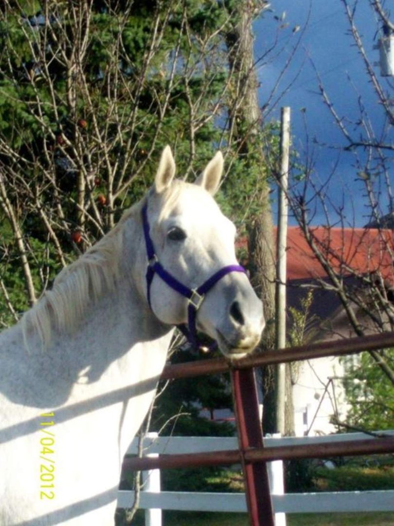 Lynne Edwards' album, Cover Photos