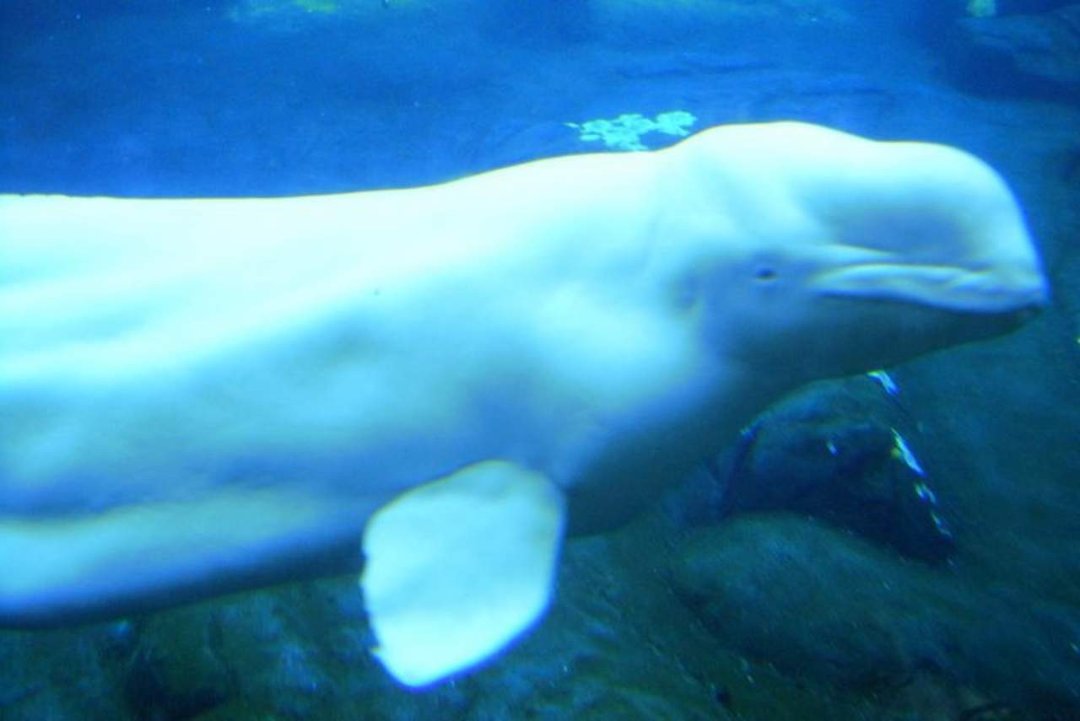 Sonia Lee's album, Sea World San Diego