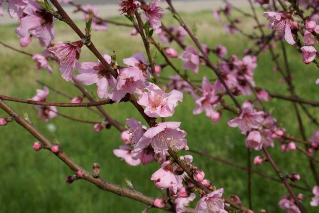 Patrick McGee's album, Blossom Trail